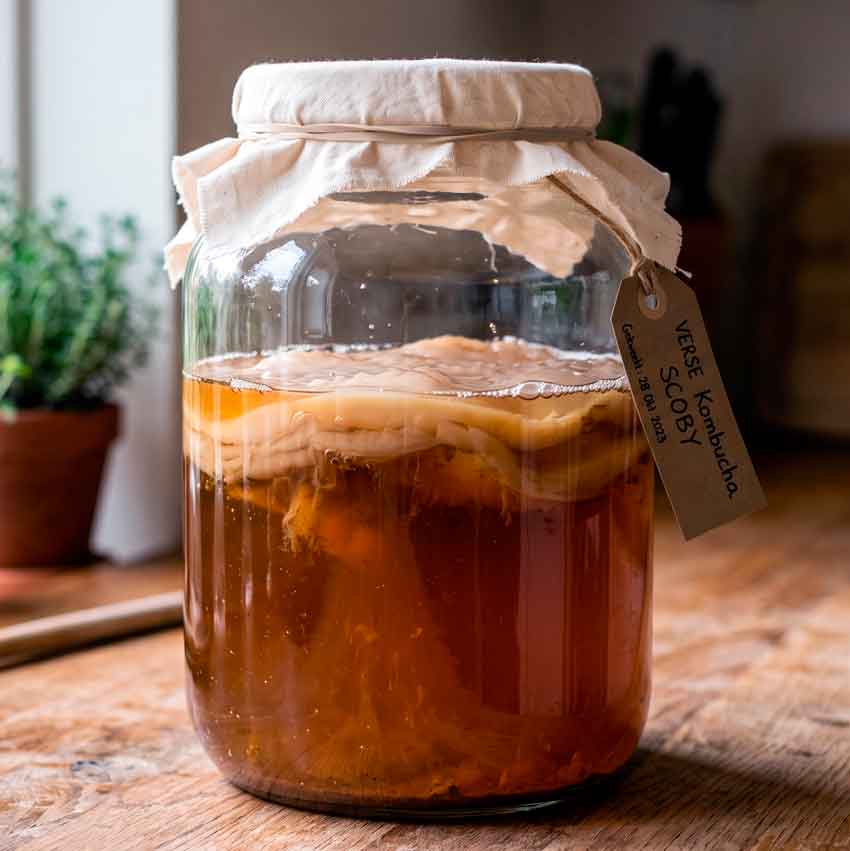 Verse en gezonde Kombucha SCOBY in glazen pot